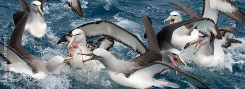Salvin's albatross (Thalassarche salvini). photo