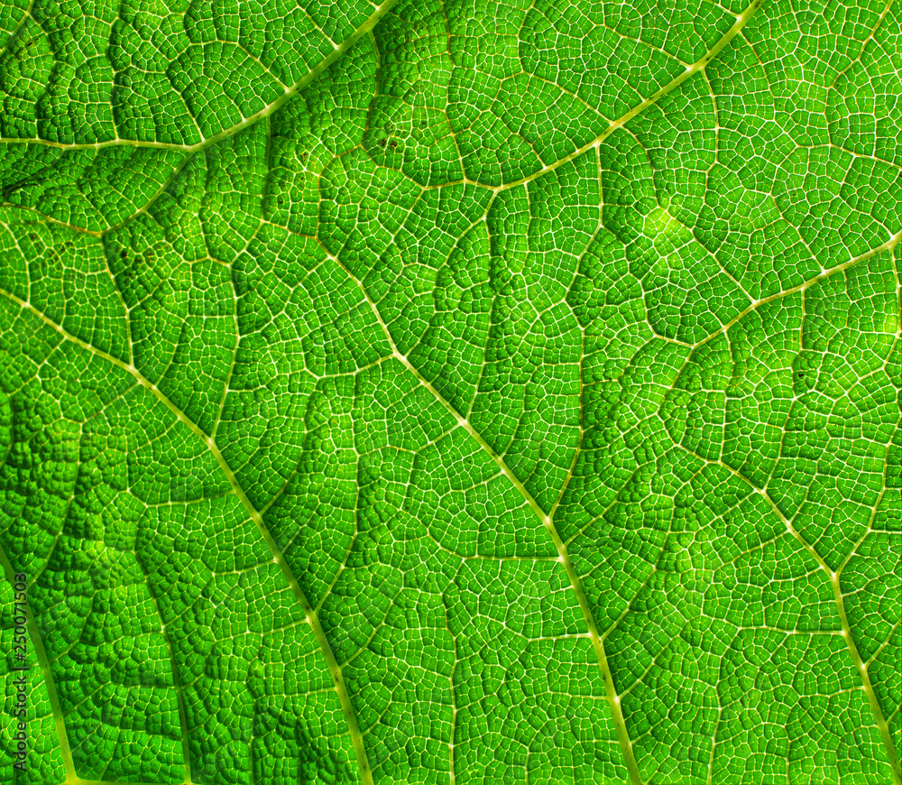 Green Leaf Macro Background