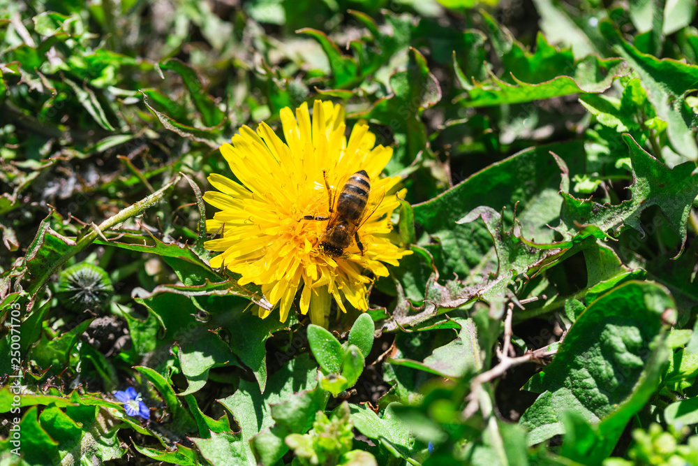 A bee collects pollen on a dandelion flower A bee collects pollen on a dandelion flower