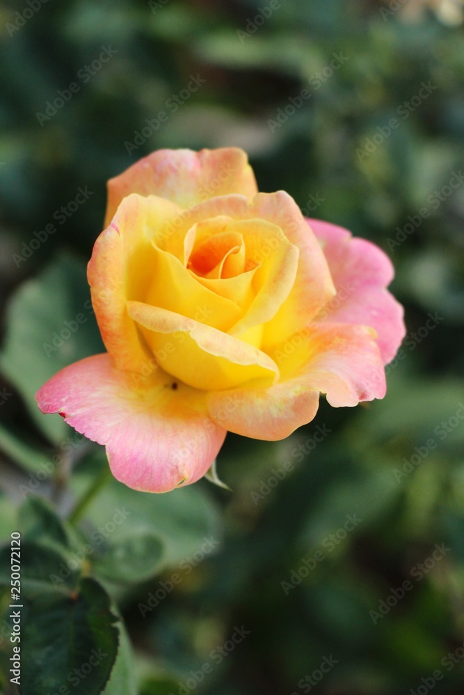 Beautiful roses is blooming in the garden Beautiful roses is blooming in the garden