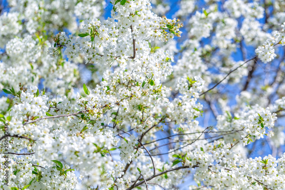 Flowers of the cherry blossoms on a spring day on background the blue sky Flowers of the cherry blossoms on a spring day on background the blue sky