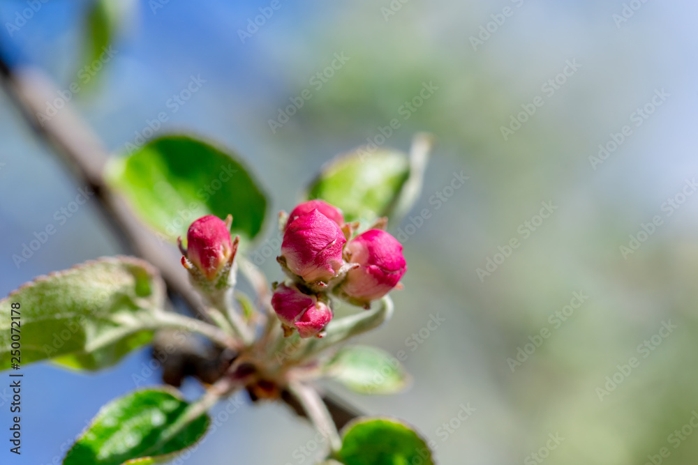 The flower buds of the Apple trees on the branches The flower buds of the Apple trees on the branches