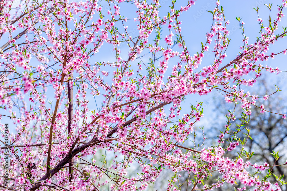 Beautiful blooming peach trees in spring on a Sunny day. Soft focus, natural blur Beautiful blooming peach trees in spring on a Sunny day. Soft focus, natural blur