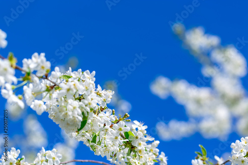 Flowers of the cherry blossoms on a spring day on background the blue sky