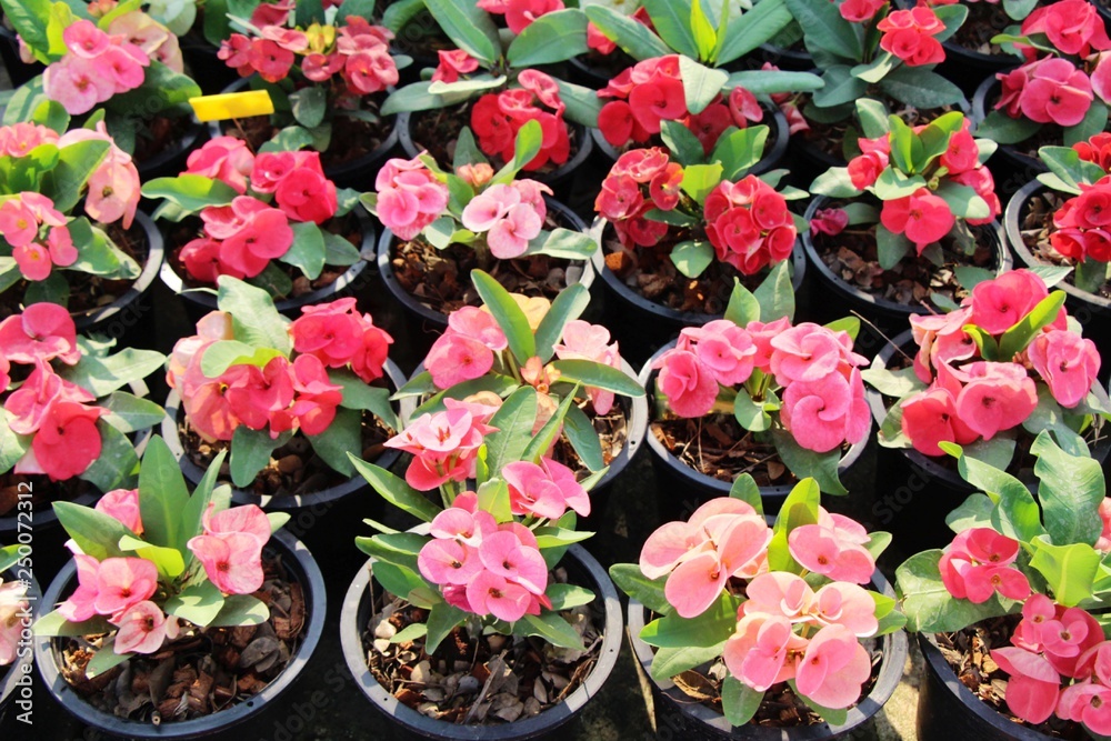 Euphorbia milli crown of thorns in nature Euphorbia milli crown of thorns in nature