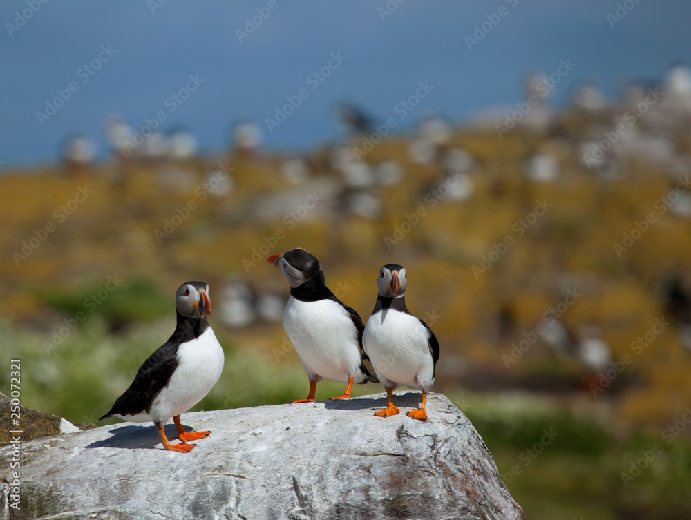 Fototapeta premium Small group of puffins standing on the rocks in the arctic