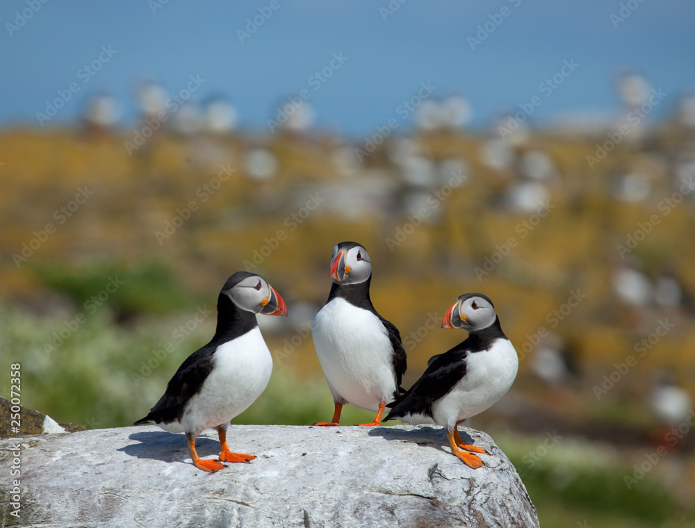 Fototapeta premium Small group of puffins standing on the rocks in the arctic