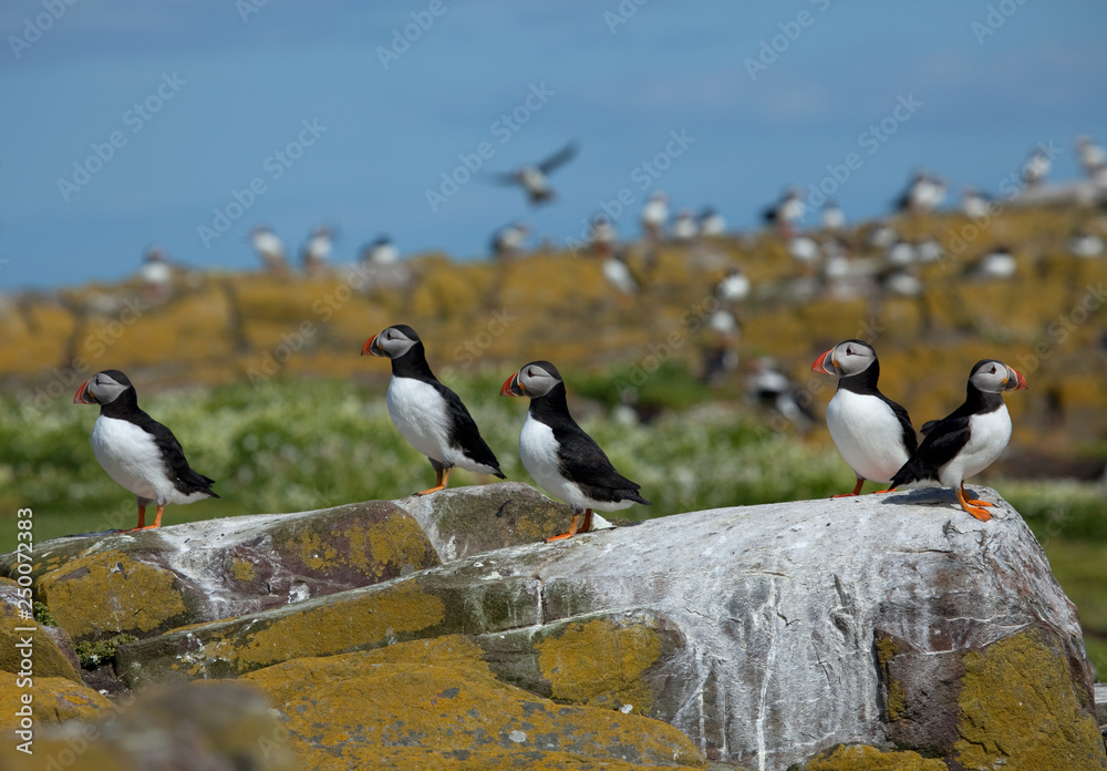 Fototapeta premium Small group of puffins standing on the rocks in the arctic