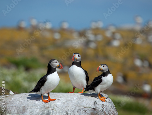 Small group of puffins standing on the rocks in the arctic