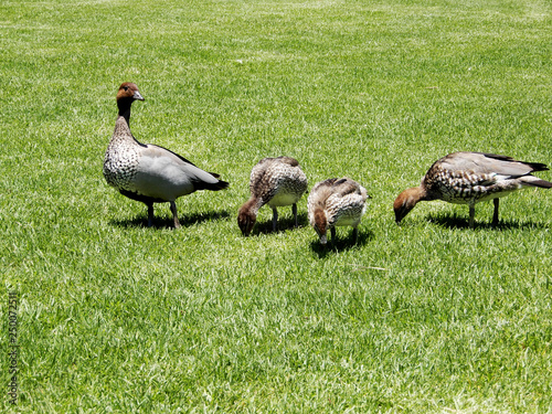 Duck with ducklings