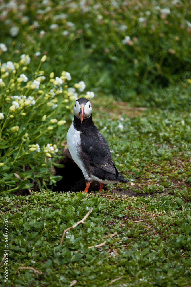 Single puffin standing on the grass in the arctic