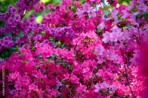 macro of pink rhododendron