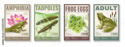 Frog Life Cycle Posters Set 
