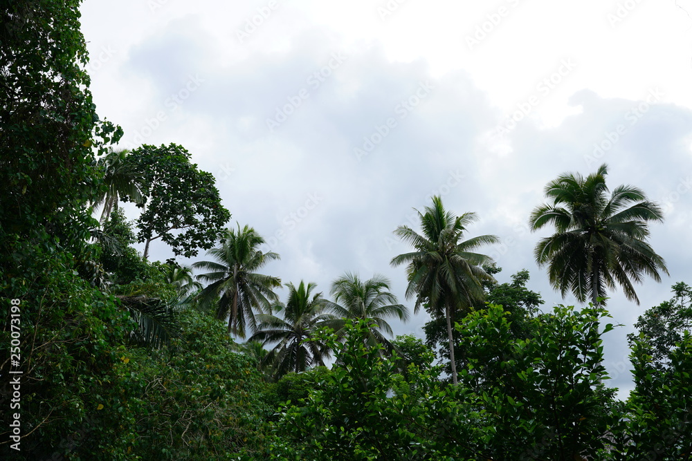 Tropical landscape in the jungle near Dumaguete, Philippines Tropical landscape in the jungle near Dumaguete, Philippines
