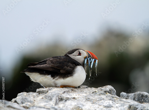 Puffin sitting on a rock