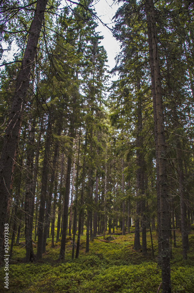 Obraz premium trees in the forest