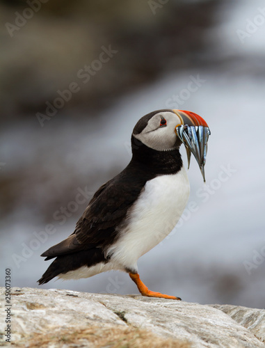 Puffin sitting on a rock © Gentoo Multimedia