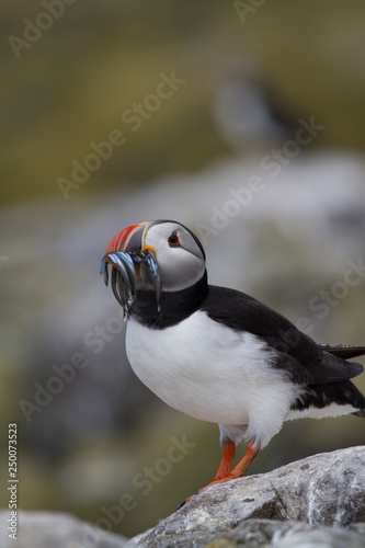 Puffin sitting on a rock © Gentoo Multimedia