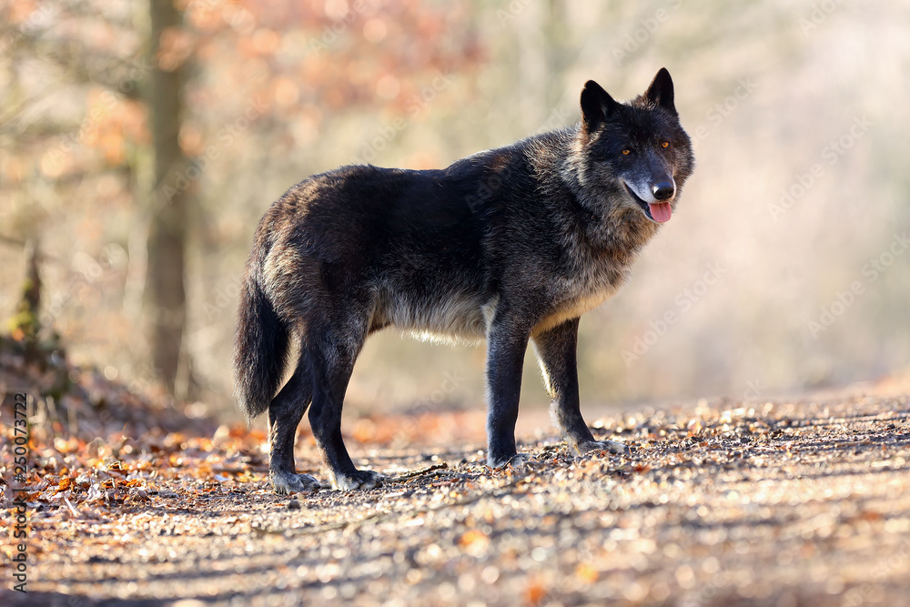 The northwestern wolf (Canis lupus occidentalis) standing on the road. The wolf (Canis lupus), also known as the grey/gray or timber wolf. The northwestern wolf (Canis lupus occidentalis) standing on the road. The wolf (Canis lupus), also known as the grey/gray or timber wolf.