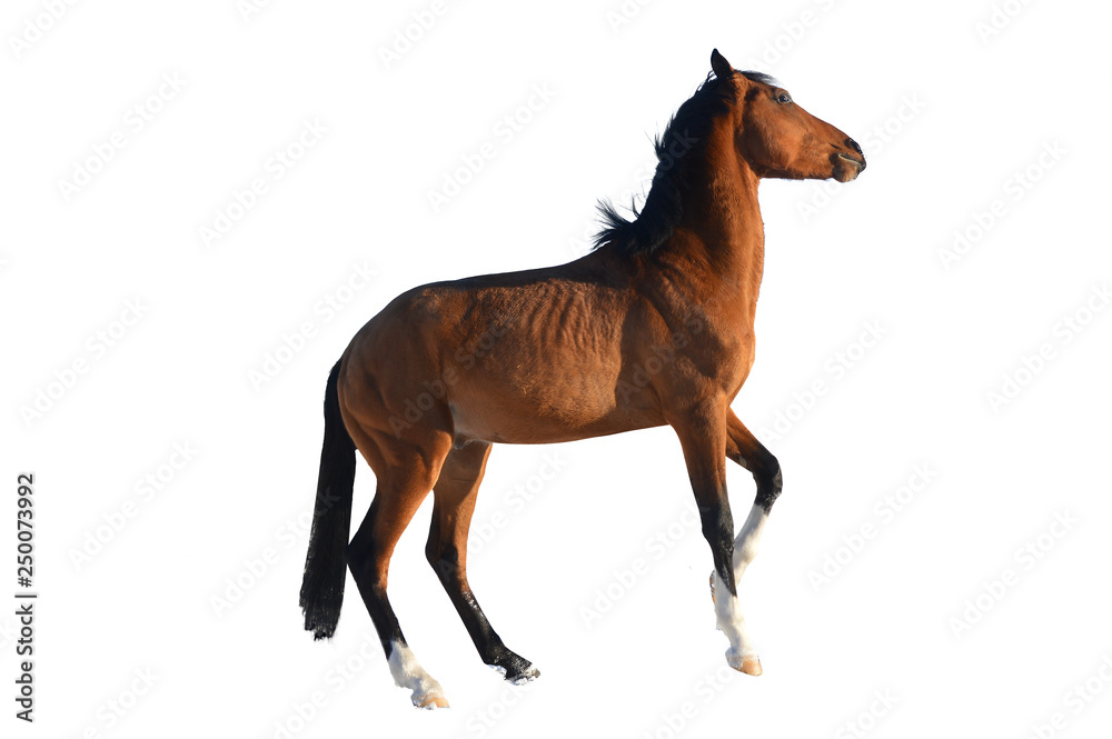 brown horse on a white background executes the command