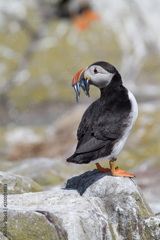 Fototapeta premium Single puffin with sand eels in its beak