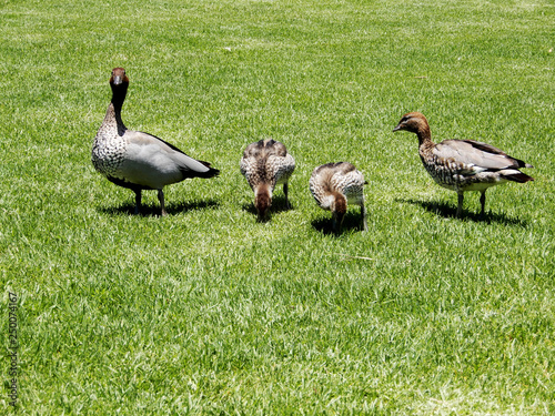 Duck with ducklings