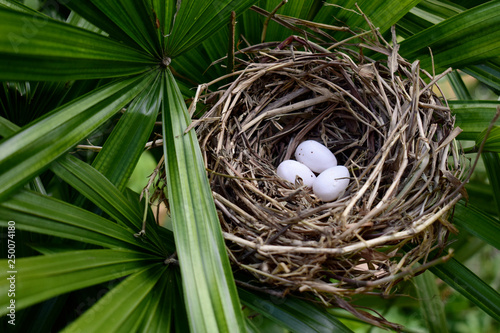 Bird's nest and eggs on the tree