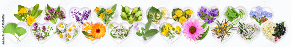 The most important medicinal plants - obrazy, fototapety, plakaty 