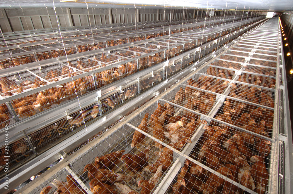 Battery cage of Layer Chickens with Multilevel production line conveyor production line of chicken eggs of a poultry farm, Layer Farm housing, Agriculture technological equipment factory
