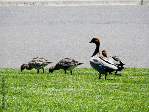 Duck with ducklings