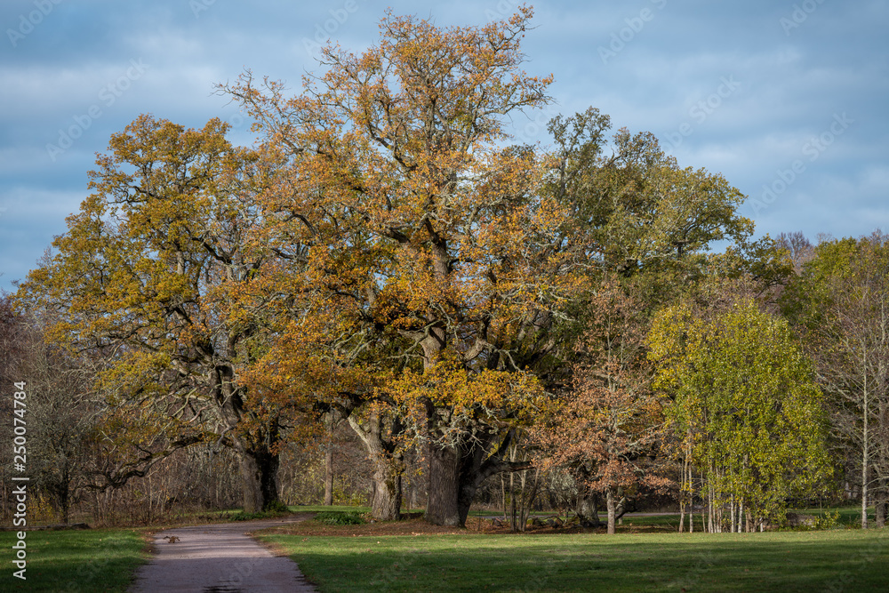 Group of old knotty oak trees with autumn colored leaves Group of old knotty oak trees with autumn colored leaves