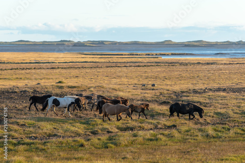 Herd of free grazing Icelandic horses in a large field by the ocean © Magnus