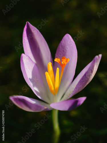Macro of a Fresh Spring Flower over a natural green grass Background. Concept photo new life.