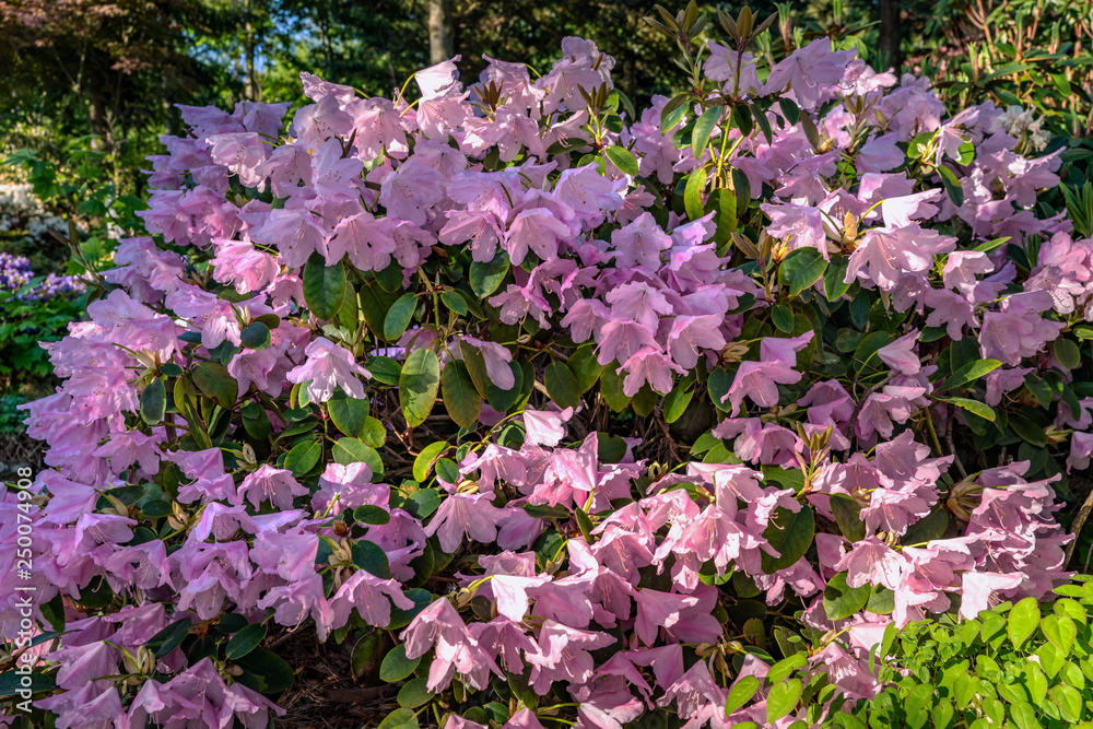 Large rhododendron bush filled with light pink flowers Large rhododendron bush filled with light pink flowers