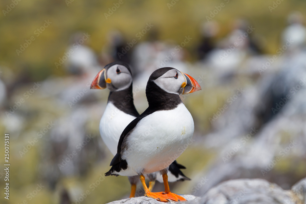 Fototapeta premium Small group of puffins on the rocks
