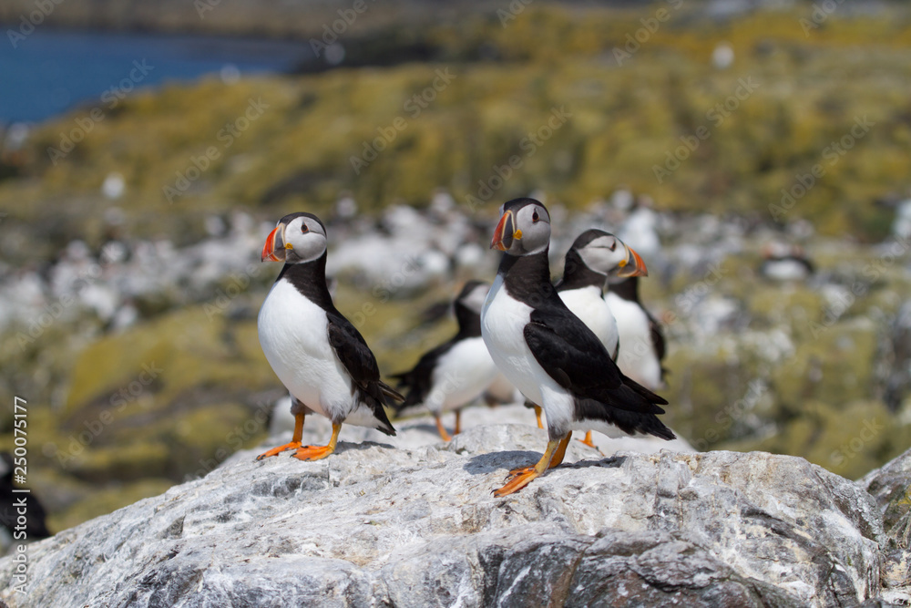 Obraz premium Small group of puffins on the rocks