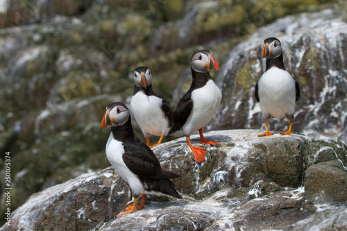 Small group of puffins on the rocks