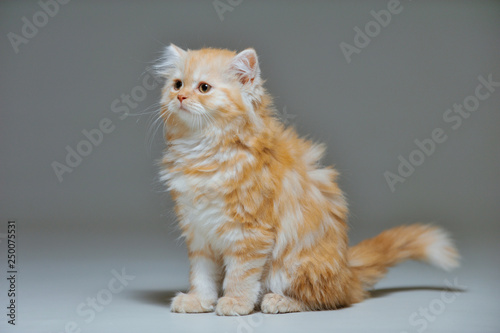 Little kitten on a black background photo