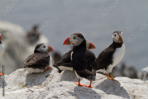 Small group of puffins on the rocks © Gentoo Multimedia