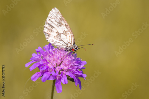 Schmetterling (Damenbrett) © Petra Fischer