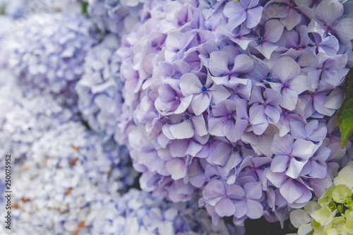 Purple hydrangea flowerheads