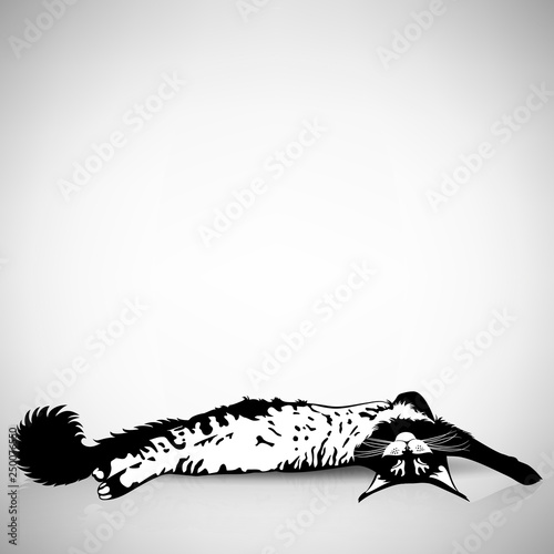 Funny Cat Sleeping on its Back
