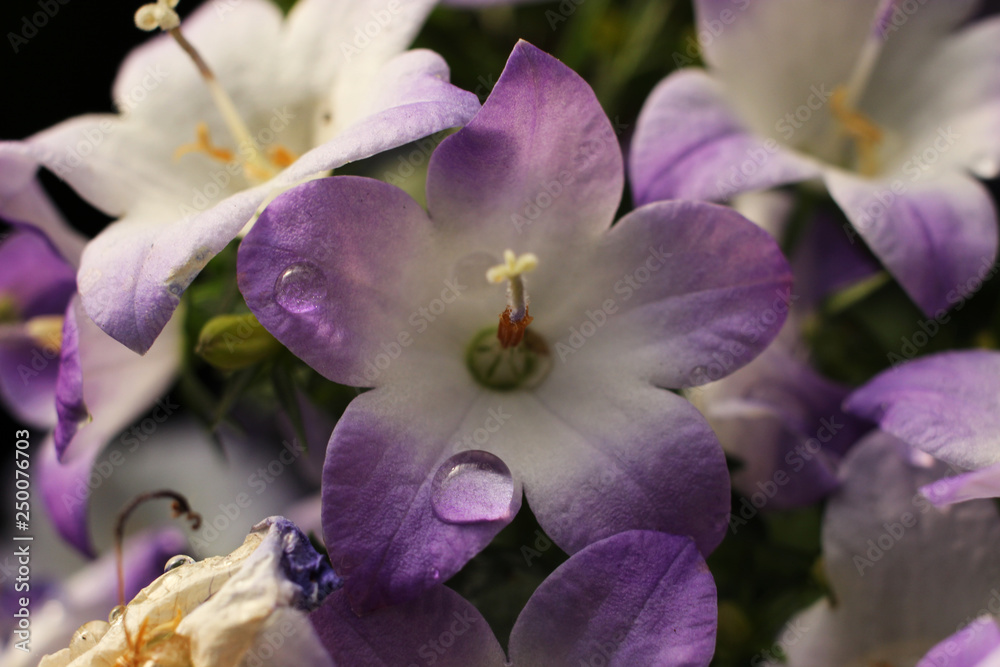 Obraz premium Bell flower with a drop of water on the petal.