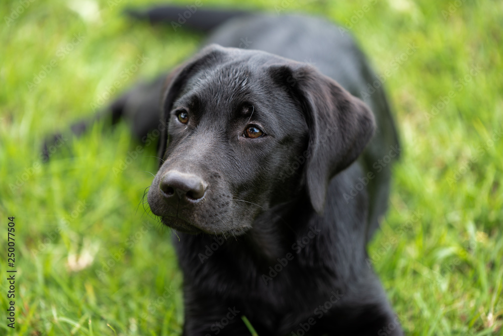 A portrait of a Labrador puppy.