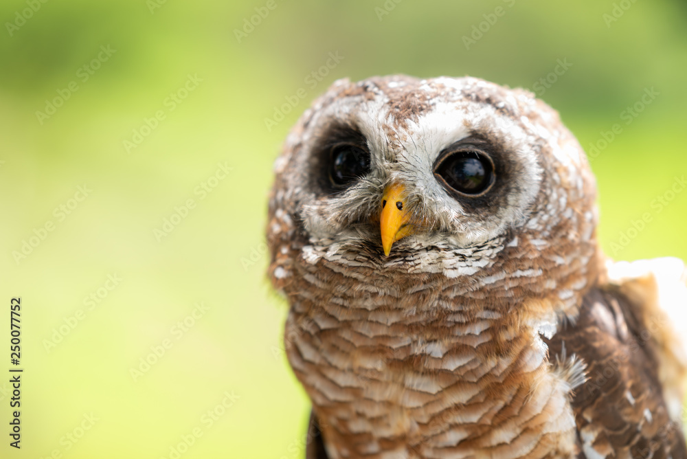 Fototapeta premium A closeup view of a male African Wood Owl.