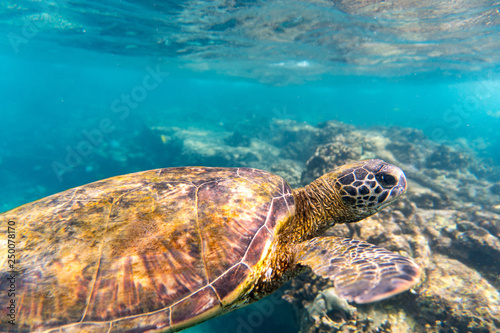 Grüne Meeresschildkröte schwimmt im Meer vor Hawaii