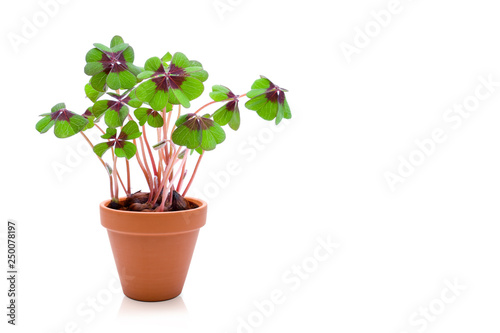 Klee im blumentopf