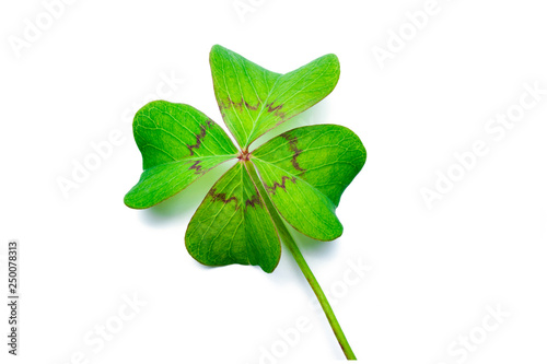 Kleeblatt mit vier Blättern