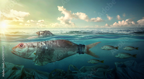 Fish swims among plastic oc...