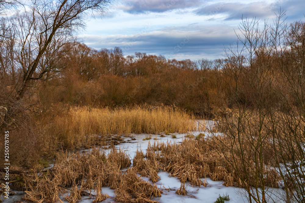 Winter forest on the Vistula river in Krakow, Poland